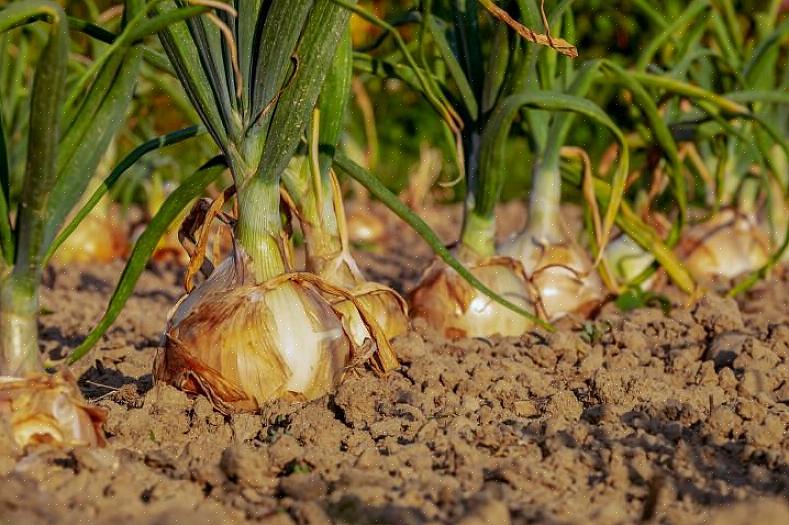 Uiensets moeten 10 centimeter van elkaar worden geplant in rijen van 30 centimeter van elkaar