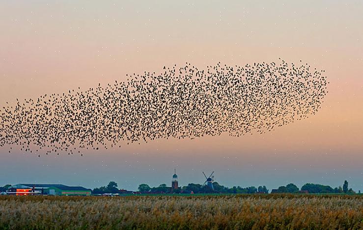 Andere niet-zo-algemene kudde-namen die voor elk type vogel kunnen worden gebruikt