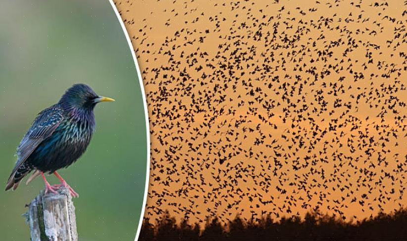 Veel koppelnamen zijn niet alleen beschrijvend voor de groep vogels