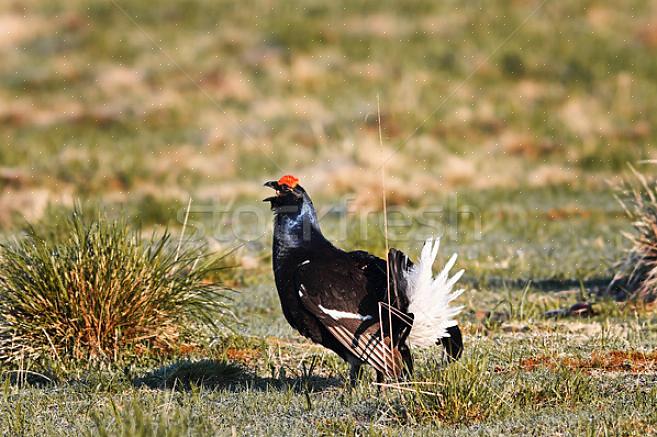 Hoe verder naar het noorden het broedgebied van een vogel is gelegen