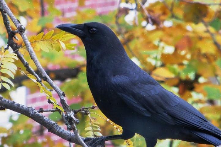 Hark of ander gereedschap om de vogel te verplaatsen