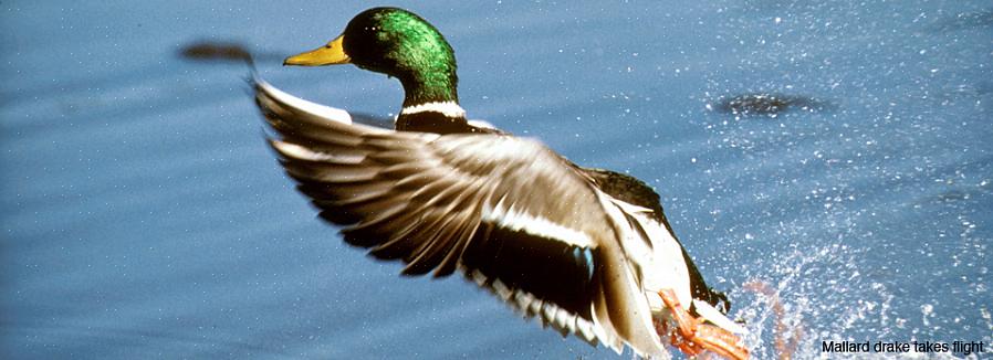 Raak het lichaam van de vogel zoveel mogelijk niet aan met een deel van uw huid of handschoenen