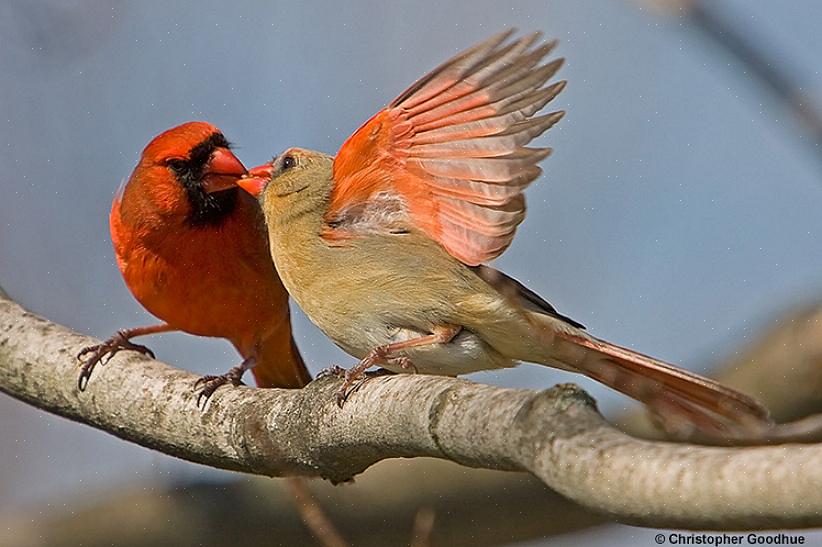 Houdingen die vogels aannemen om te paren