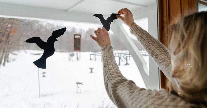 Toe een vogel tegen een raam laten slaan