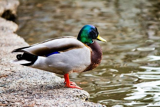 Wilde eendkuikens blijven bij hun moeder tot ze klaar zijn voor hun eerste vlucht