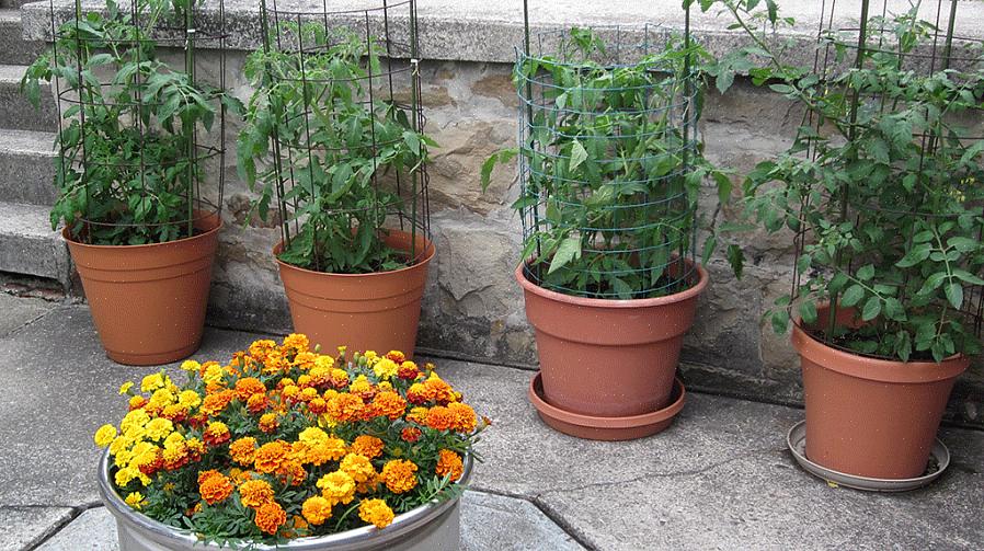 Het is verrassend eenvoudig om tomatillos in containers te kweken als je zon