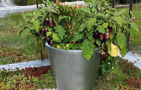 Sommige soorten zijn zo mooi dat ze als sierplant kunnen worden gebruikt