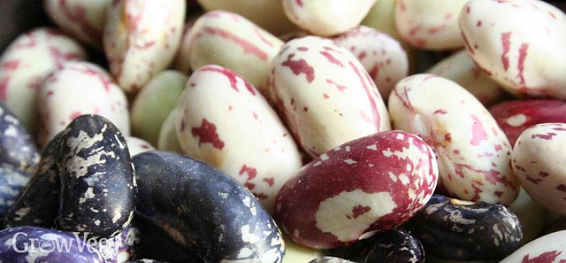 Stopt de plant met het produceren van peulen