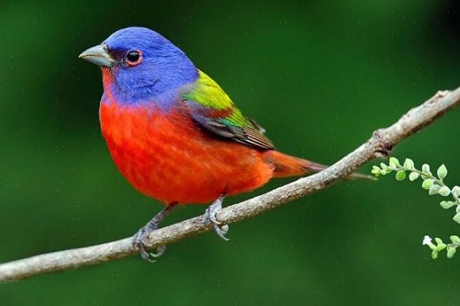 Is de beste manier om vogels van seizoen tot seizoen consequent te identificeren