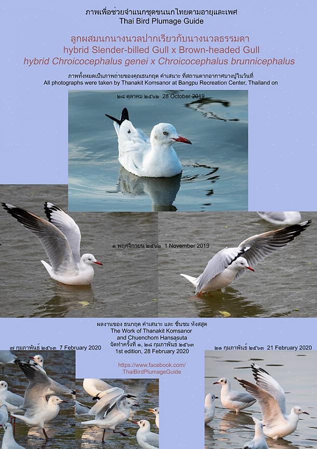 Naast het basiskleed van vogels is er een reeks ongebruikelijke of abnormale variaties die vogels