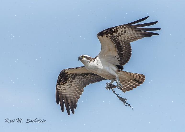 Vogelaars hebben het voorrecht om deze dramatische jacht in actie te zien