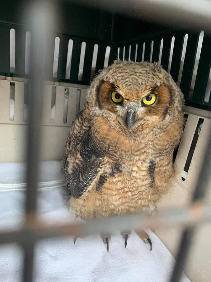 Grote gehoornde uilen in arctische toendragebieden zijn bijvoorbeeld veel lichter dan de donkerdere vogels