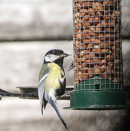 Noten zijn voor veel vogels een populaire voedselbron