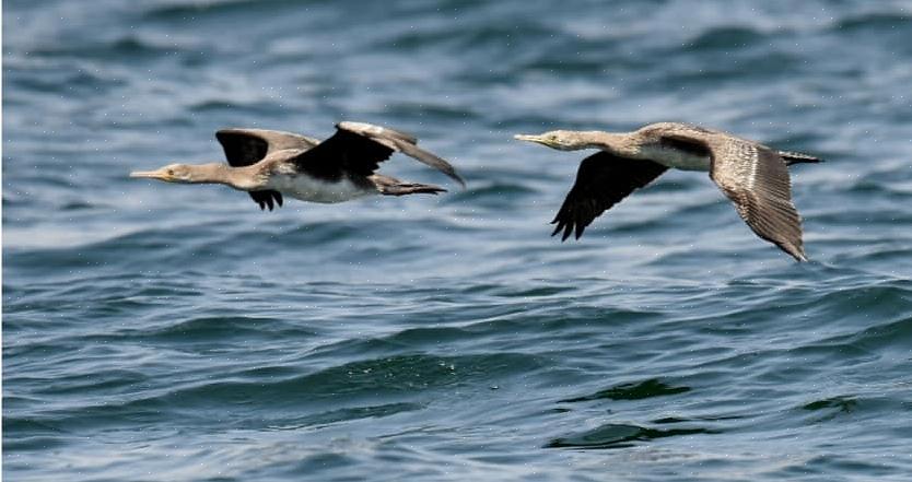 Pelagische vogelsoorten