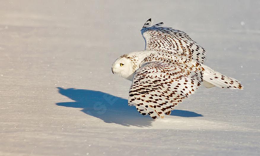 De sneeuwuil heeft een donkere