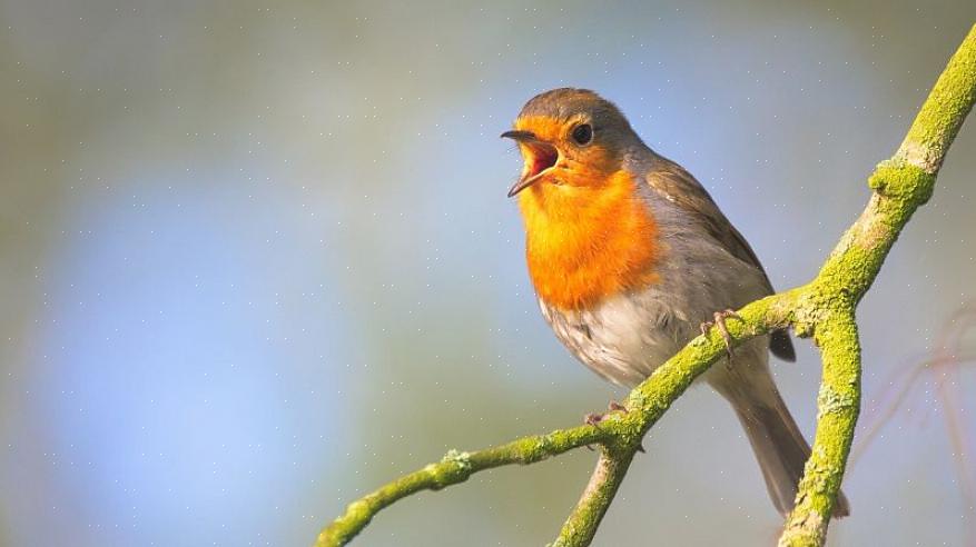 Luister door het hele lied van de vogel of door verschillende herhalingen