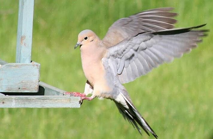 Treurduiven zijn gemakkelijk te vinden binnen hun bereik