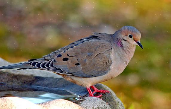 Rouwduif identificatie