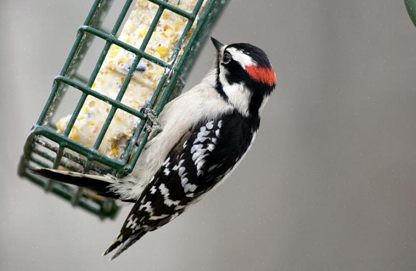 De staart van de vogel wordt tijdens de vlucht stijf gehouden
