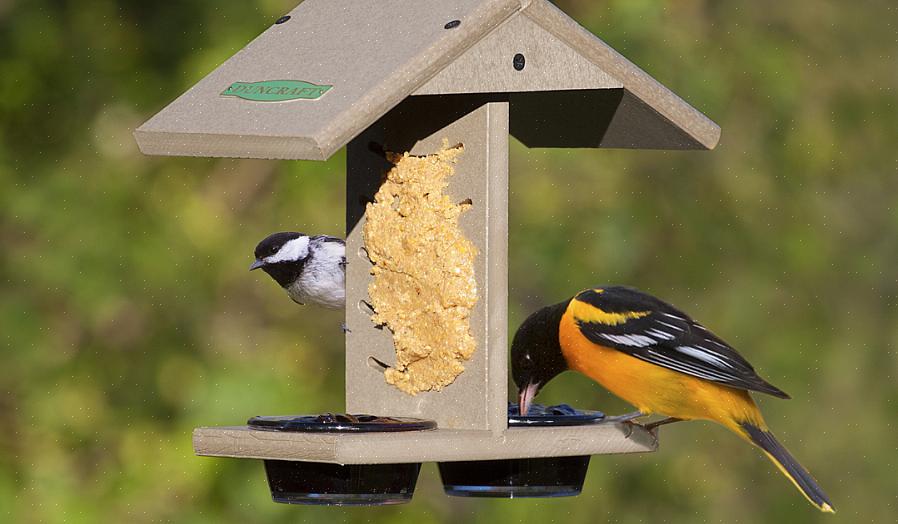 Maar kunnen vogels pindakaas eten