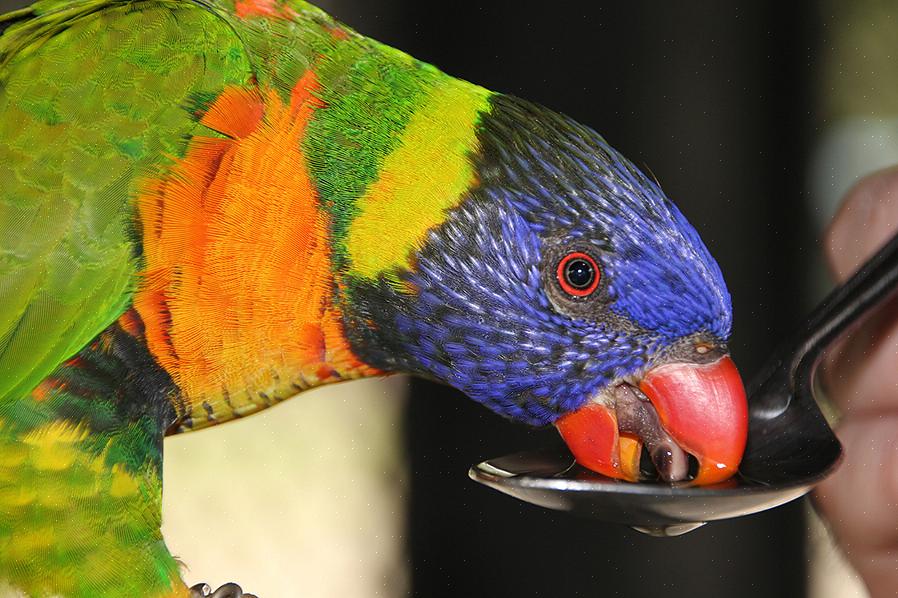 Vogels die pindakaas eten