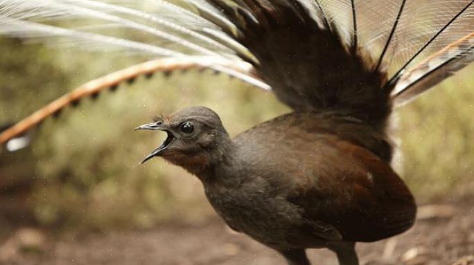 Er zijn veel redenen waarom vogels nabootsing gebruiken