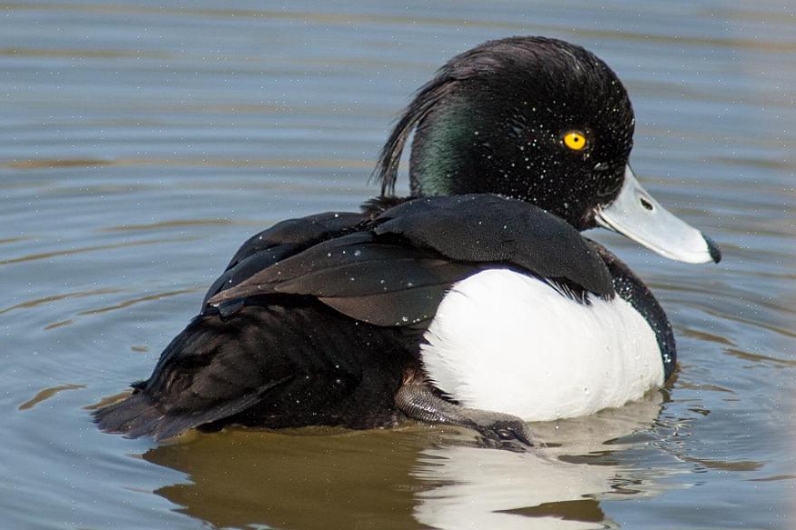 Kuifeenden zijn gemakkelijk genoeg te vinden wanneer vogelaars de juiste habitat in het bereik van de vogels