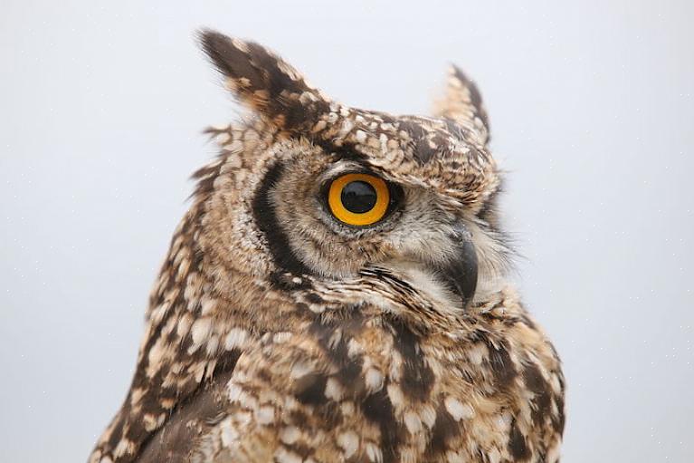 Vogels hebben verschillende soorten voeding