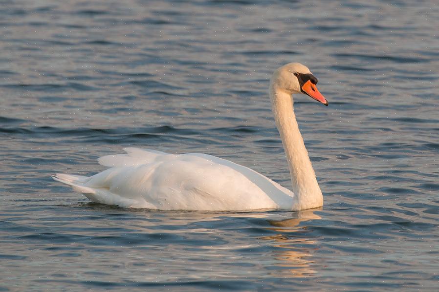 Knobbelzwanen in Europa kunnen in de winter naar het Midden-Oosten migreren