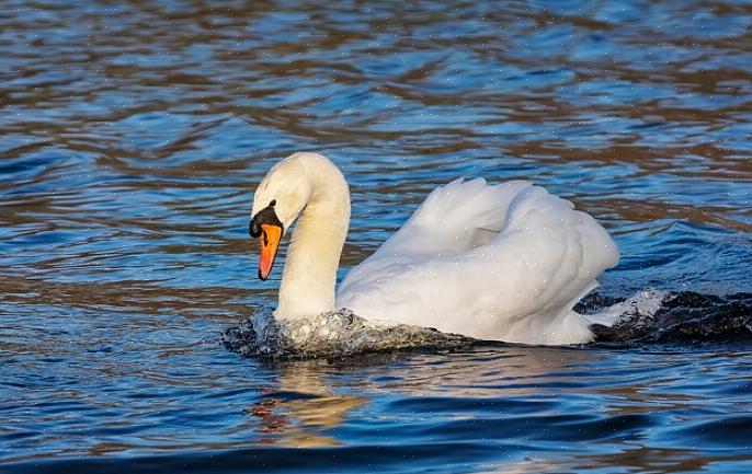 Knobbelzwanen zijn sierlijk op het water
