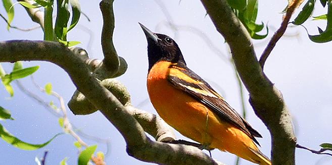De wielewaal van Baltimore werd in 1947 officieel aangewezen als de staatsvogel van Maryland
