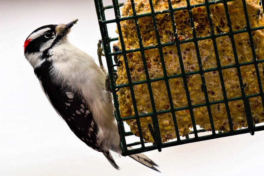 Is het ook mogelijk om niervet aan te bieden zonder een gespecialiseerde feeder
