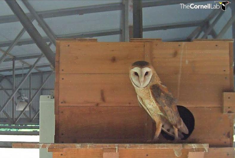 Kerkuilen zullen brokjes in de nestkast uitspugen om te dienen als opvang voor de jonge vogels