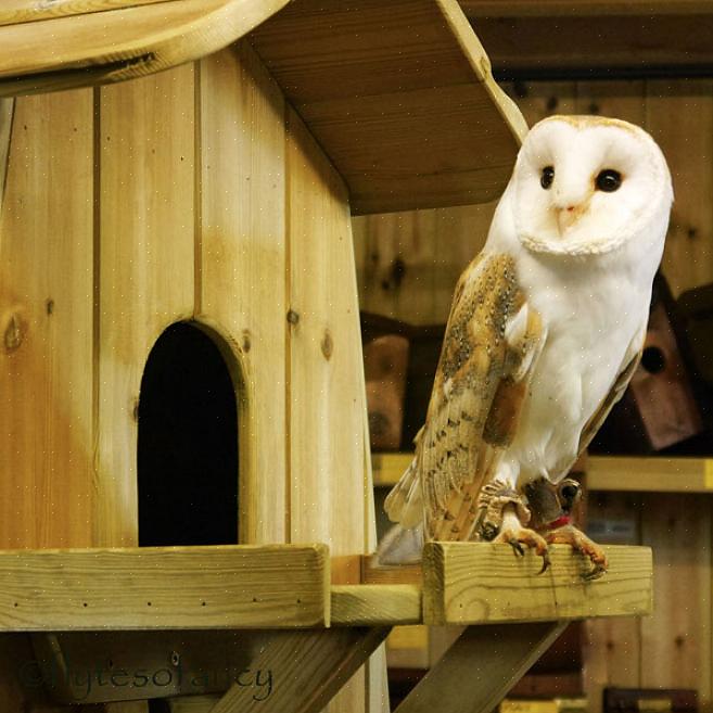 Kerkuilen zijn roofvogels die holtes nestelen