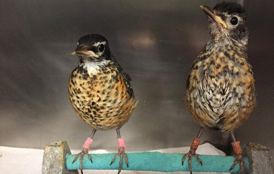 Zijn ze vaak onveilig voor wilde vogels