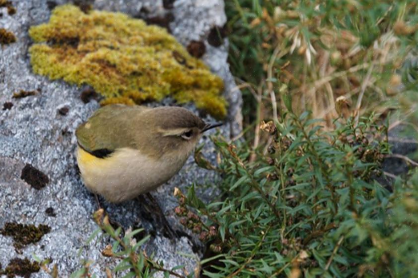 Hoe ongediertebestrijding vogels pijn doet