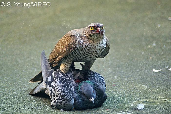 Waaronder verschillende kustvogels