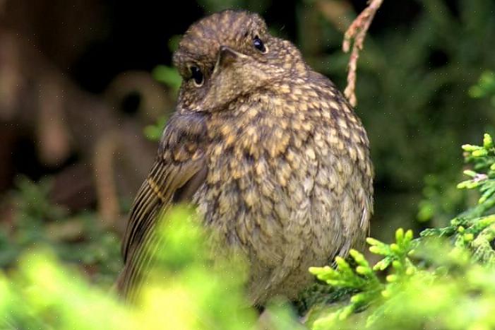 Door water aan uw tuin toe te voegen door middel van vogelbaden