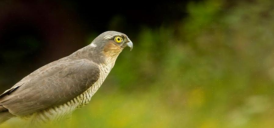 Roofvogels zullen zich meer op hun gemak voelen in een inheems ogend leefgebied