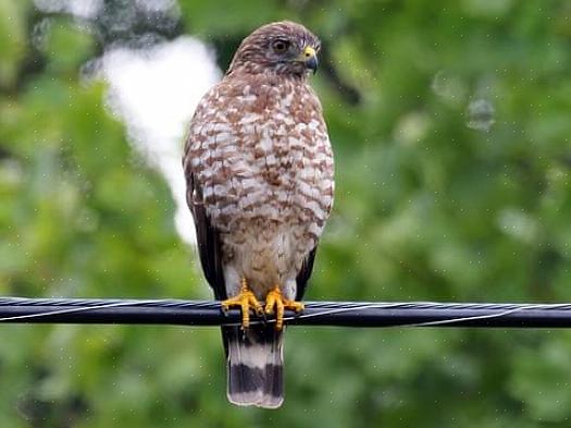 Schiet haviken niet weg nadat ze hebben gevoed om vogels in de achtertuin aan te moedigen terug te keren