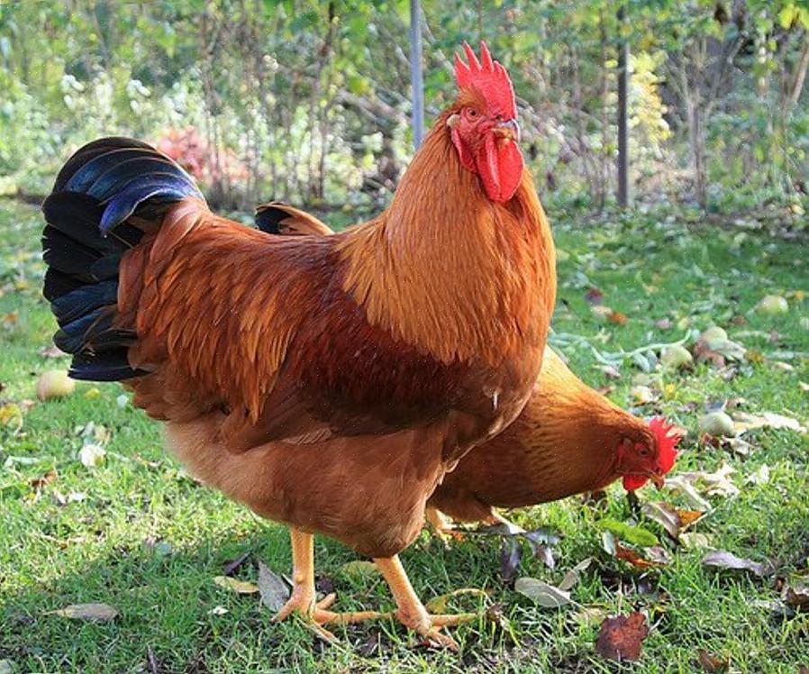 Weer andere soorten zijn invasieve vogels die de nestgebieden
