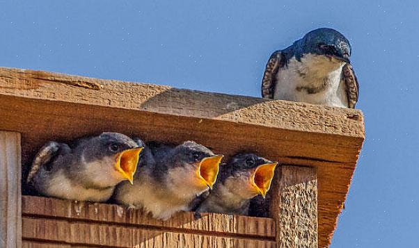 Zelfs niet als het de juiste maat heeft voor nestelende vogels
