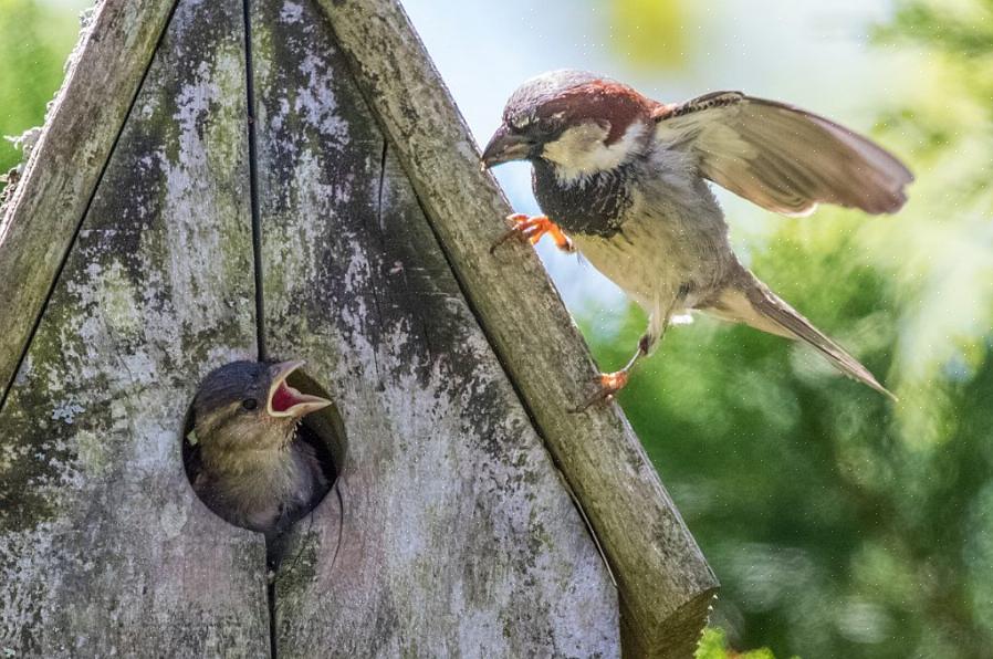Zelfs een vogelvriendelijke tuin met een vogelhuisje zal geen nestvogels aantrekken als het niet het juiste