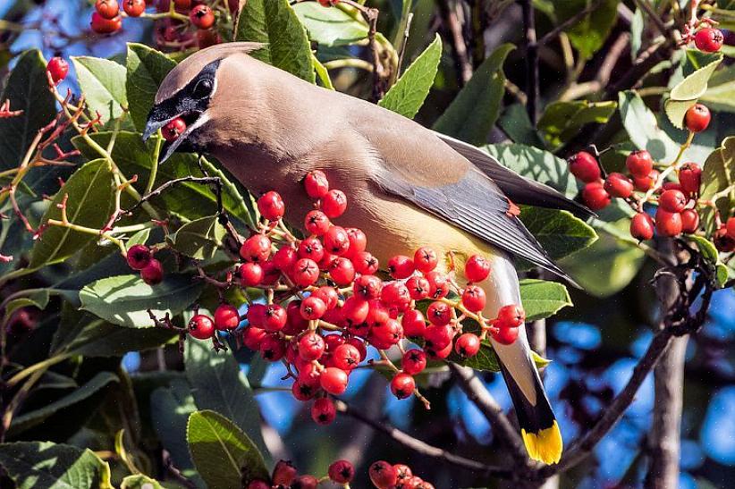 Fruitbomen kunnen het hele jaar door voor voedsel zorgen met zoet sap