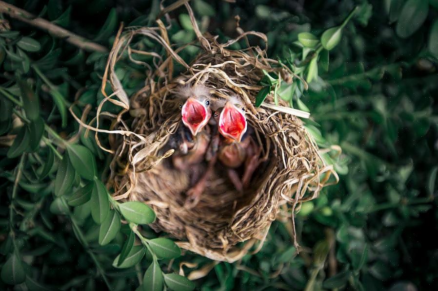 Kunnen ook aanvullende bronnen van nestmateriaal bieden om vogels aan te trekken