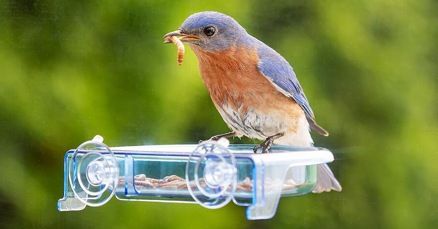 Meelwormen zijn de larven van de meelwormkever