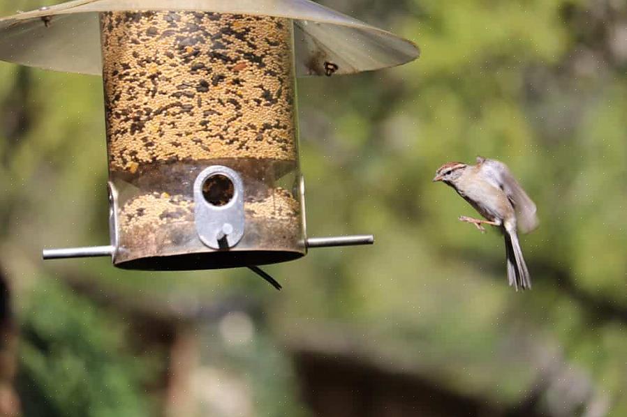 Welke vogelsoorten zullen waarschijnlijk pestkoppen worden