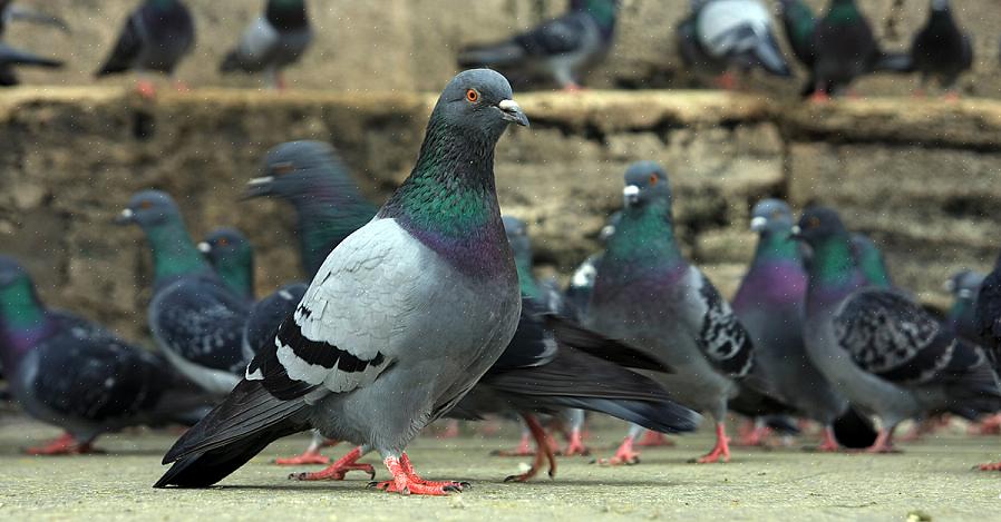 Het toevoegen van gecoate draad rond bestaande vogelvoeders kan ook bullebakvogels uitsluiten