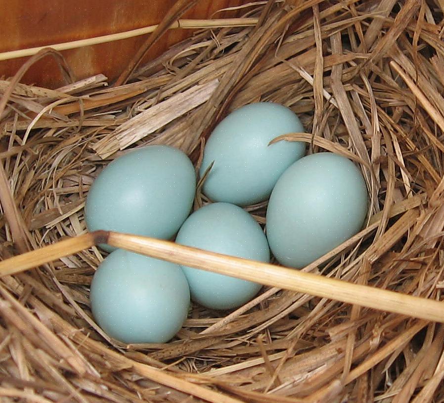 Met het juiste Bluebird-huis op de juiste manier gepositioneerd om huurders aan te trekken