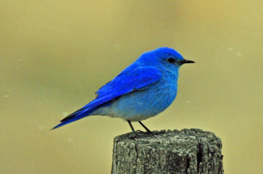 Oosterse bluebirds behoren tot de Turdidae-vogelfamilie